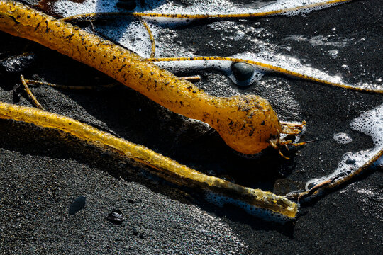 Close up of strands of Bull kelp, bladderrack seaweed on a beach, Port Angeles