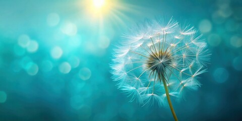 Serene Dandelion Seed Head Illuminated by Sunlight Against a Teal Bokeh Background