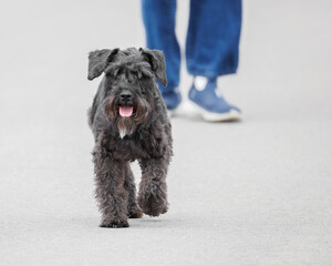 Dog walking in front of owner's feet