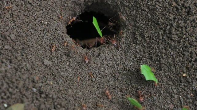 leaf cutter ants in yucatan rainforest mexico