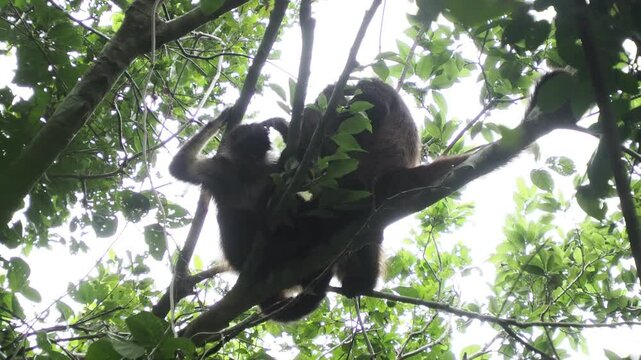 Spider Monkey on a tree Ateles geoffroyi vellerosus in Quintana Roo Punta Laguna Nature Reserve Mexico rainforest 