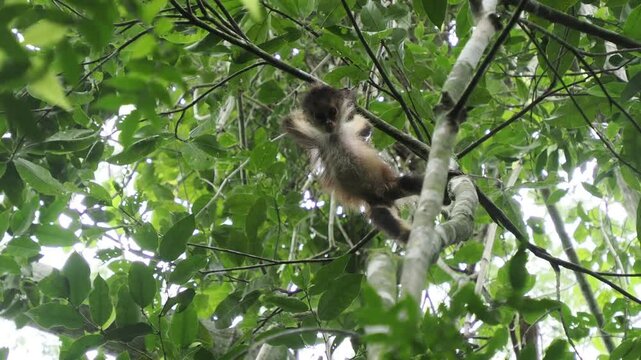 Spider Monkey on a tree Ateles geoffroyi vellerosus in Quintana Roo Punta Laguna Nature Reserve Mexico rainforest 