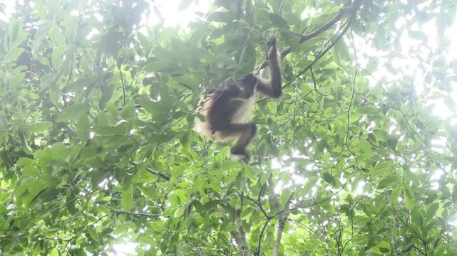 Spider Monkey on a tree Ateles geoffroyi vellerosus in Quintana Roo Punta Laguna Nature Reserve Mexico rainforest 