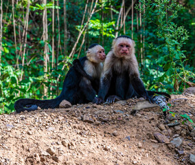 A view of a pair of white faced monkey on a bank near to Puntarenas, Costa Rica in early springtime
