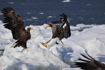 Steller's sea eagle (Haliaeetus pelagicus), also known as the Pacific sea eagle or white-shouldered...