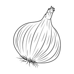 A whole onion, highlighted on a white background, in the style of line art. Black and white vector illustration of a vegetable.