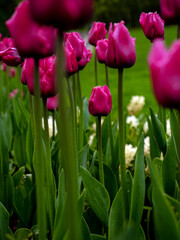 Tulip, summer, flower, beauty, bloom, floral, blossom, nature, spring, pink, green, petal, bud