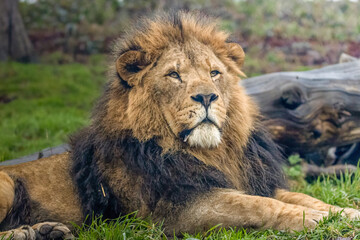 Male African lion