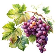 Fototapeta premium bunch of grapes watercolor illustration isolated on transparent background, PNG file 