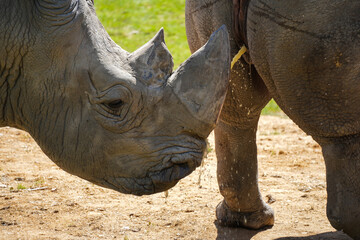 Rhinoc&eacute;ros urinant sur la t&ecirc;te d'un autre