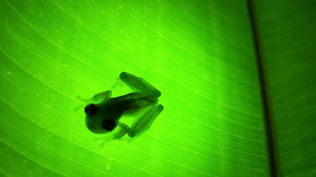 Costa Rica Dwarf Glass Frog