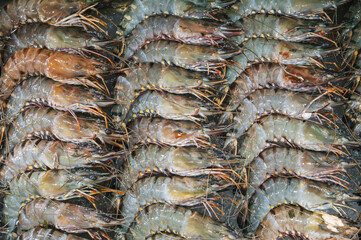 Close up raw fresh shrimp lying in straight rows. Top view