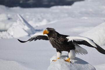 Steller's sea eagle (Haliaeetus pelagicus), also known as the Pacific sea eagle or white-shouldered...