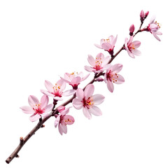 Pink_Cherry_Blossoms_Branch_Spring_Flowers