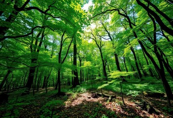 Swirling emerald canopy, sun-dappled forest floor, vibrant green hues, decaying leaves, aerial view, satellite