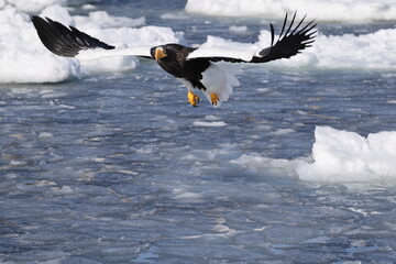 Steller's sea eagle (Haliaeetus pelagicus), also known as the Pacific sea eagle or white-shouldered...