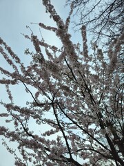 White flowering crown of a bushy tree. Flower cherry tree. The white and beautiful cherry blossom in spring. Image of beautiful flowers in a tree. Flowering tree to the park. 