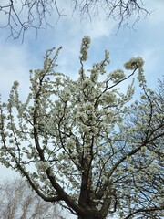 White flowering crown of a bushy tree. Flower cherry tree. The white and beautiful cherry blossom...