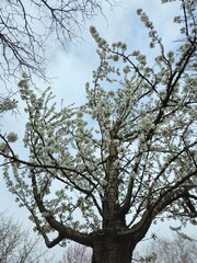White flowering crown of a bushy tree. Flower cherry tree. The white and beautiful cherry blossom in spring. Image of beautiful flowers in a tree. Flowering tree to the park. 