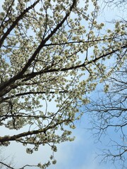 White flowering crown of a bushy tree. Flower cherry tree. The white and beautiful cherry blossom in spring. Image of beautiful flowers in a tree. Flowering tree to the park. 