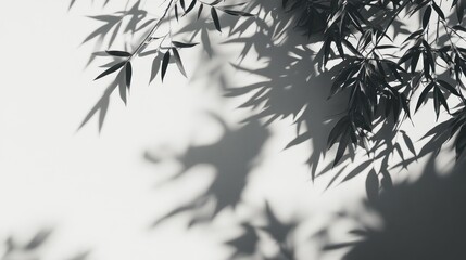 Obraz premium Plant shadows on a light wall. Abstract design for backgrounds