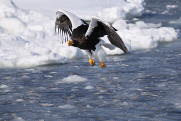 Steller's sea eagle (Haliaeetus pelagicus), also known as the Pacific sea eagle or white-shouldered eagle, is a very large diurnal bird of prey in the family Accipitridae.