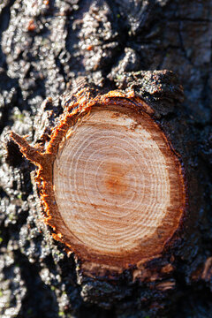 Tree trunk showing rings of trimmed off branch