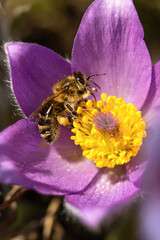 Detail honey bee covered in pollen pollinates blooming greater pasque flower pulsatilla grandis plants sunny spring day natural area Hustopece Czech Republic