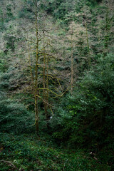 Trees without leaves with moss in a forest wrapped in green lush vines. The leafless branches and the thriving ivy. The moss-covered trunks, tangled vegetation. Nature. An ancient forest. Vertical.