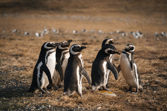 penguins on the rocks in isla magdalena patagonia