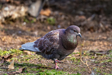 A city pigeon in the grass