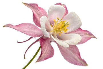Fototapeta premium A pink lily blossom, isolated against a white backdrop, reveals its floral beauty