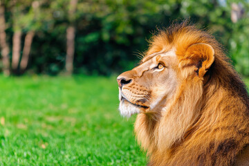 Obraz premium Majestic lion with flowing mane gazing thoughtfully in lush green environment, showcasing its regal presence and beauty