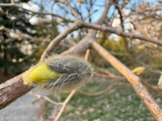 Close-up of a fluffy magnolia bud preparing for spring flowering.