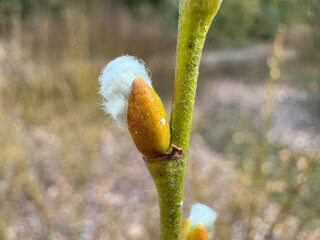 Close-up of a young bud of a plant preparing for budding in spring