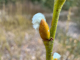 Close-up of a young bud of a plant preparing for budding in spring