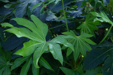 Obraz premium 葉が天狗の団扇