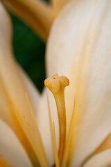 Macro photo of a pistil of an yellow lily in the garden © Ekaterina