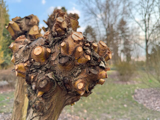 A tree with trimmed branches in the park is a symbol of renewal and care for nature