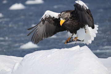 Steller's sea eagle (Haliaeetus pelagicus), also known as the Pacific sea eagle or white-shouldered eagle, is a very large diurnal bird of prey in the family Accipitridae.