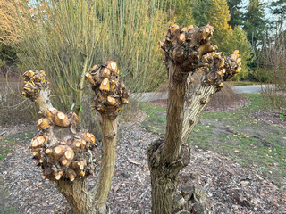 A tree with trimmed branches in the park is a symbol of renewal and care for nature