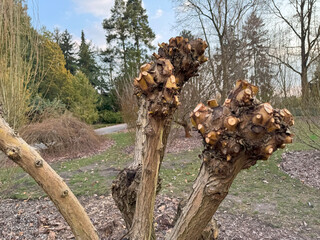 A tree with trimmed branches in the park is a symbol of renewal and care for nature