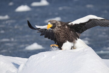 Steller's sea eagle (Haliaeetus pelagicus), also known as the Pacific sea eagle or white-shouldered eagle, is a very large diurnal bird of prey in the family Accipitridae.