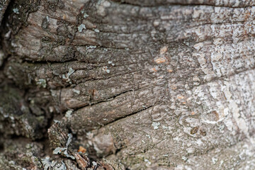 Close-up view of highly detailed tree bark texture. Nature wood background. Texture from old cracked bark. Ancient and weathered brown tree bark filling the frame