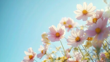 Delicate pink cosmos flowers, Soft pastel petals, Sun-drenched blooms, Dreamy sky blue background, Vintage film aesthetic, Low angle view, Sunlit garden scene, Nostalgic summer mood