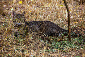 A beautiful tabby cat lies in the shade on the grass	
