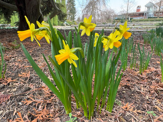 Bright spring daffodils with sunny yellow flowers grow in the garden bed, symbolising the arrival of spring