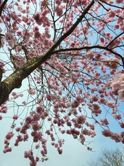 Spring cherry blossom in Netherlands. Beautiful branch of pink cherry flowers in spring. Cherry blossoms closeup pink blooms in spring.Pink trumpet tree blooming in the park, ornamental flower.