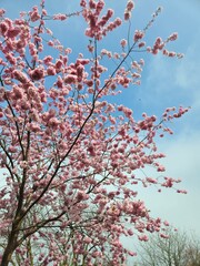 Spring cherry blossom in Netherlands. Beautiful branch of pink cherry flowers in spring. Cherry blossoms closeup pink blooms in spring.Pink trumpet tree blooming in the park, ornamental flower.