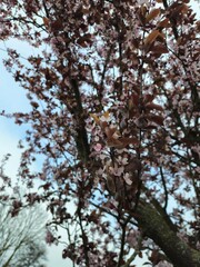 Spring cherry blossom in Netherlands. Beautiful branch of pink cherry flowers in spring. Cherry blossoms closeup pink blooms in spring.Pink trumpet tree blooming in the park, ornamental flower.